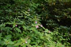 Impatiens sulcata